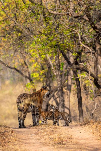 foto de tigresa|192.700+ Tigre Fotografías de stock, fotos e imágenes libres de ...